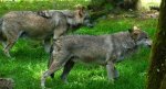 Wilk szary, wilk (Canis lupus)