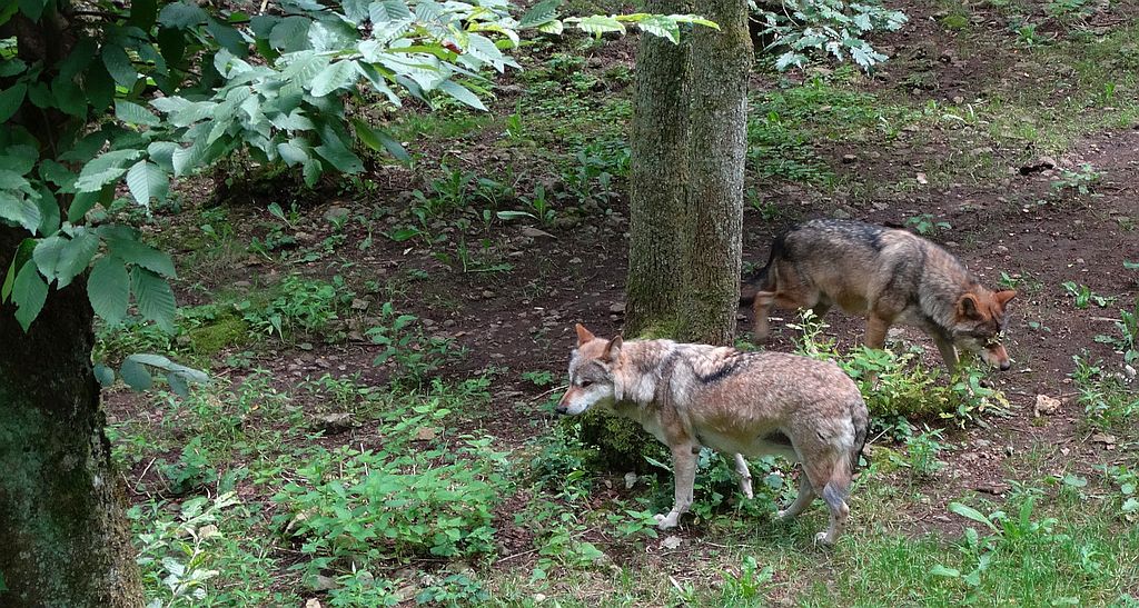 Wilk szary, wilk (Canis lupus)