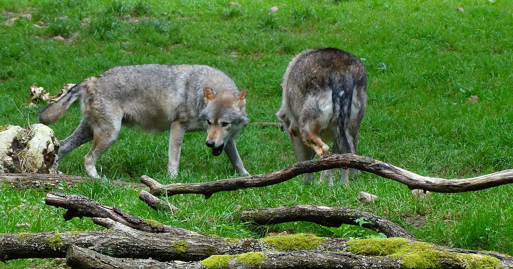 Wilk szary, wilk (Canis lupus)