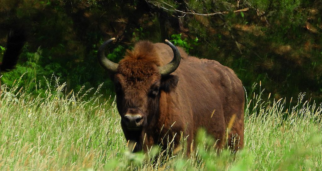 Żubr europejski, żubr (Bos bonasus)