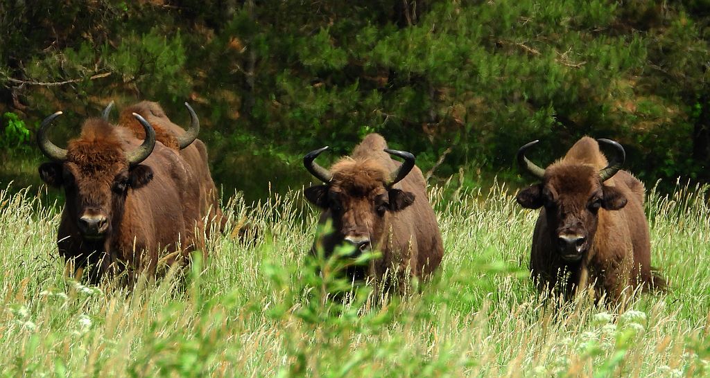 Żubr europejski, żubr (Bos bonasus)