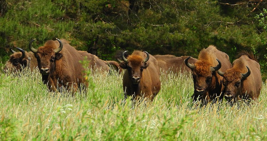 Żubr europejski, żubr (Bos bonasus)
