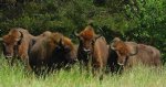 Żubr europejski, żubr (Bos bonasus)