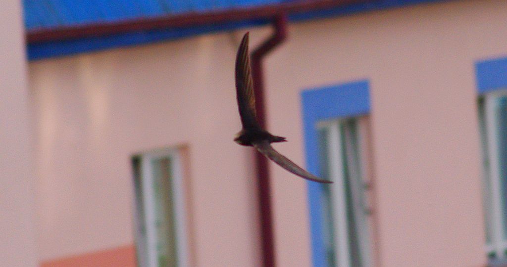 Jerzyk zwyczajny, jerzyk (Apus apus)