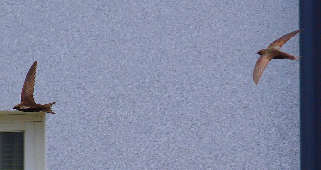 Jerzyk zwyczajny, jerzyk (Apus apus)