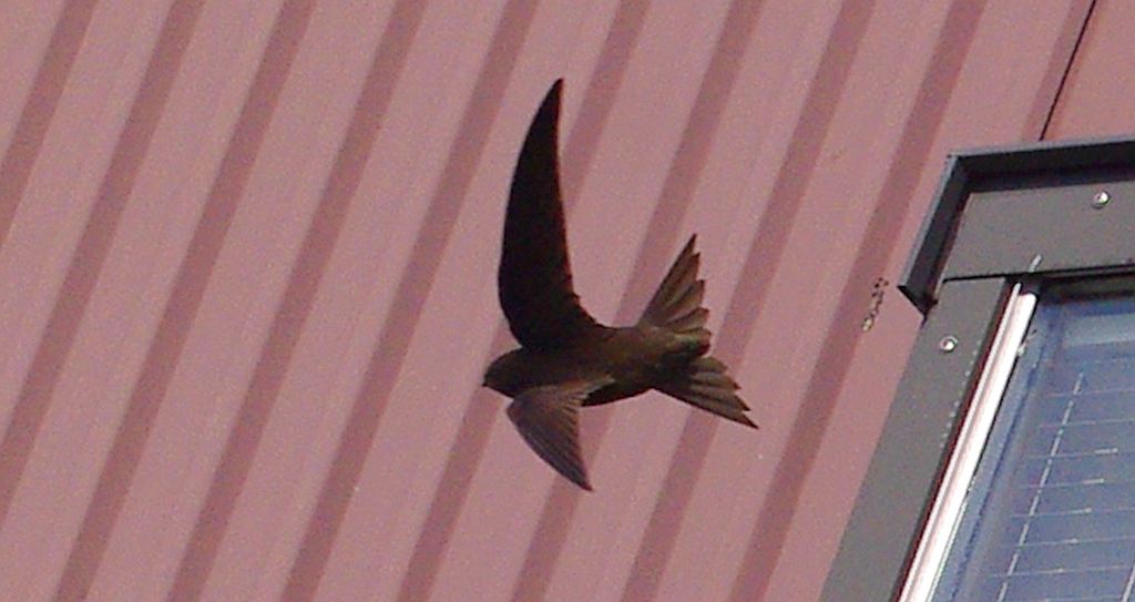 Jerzyk zwyczajny, jerzyk (Apus apus)