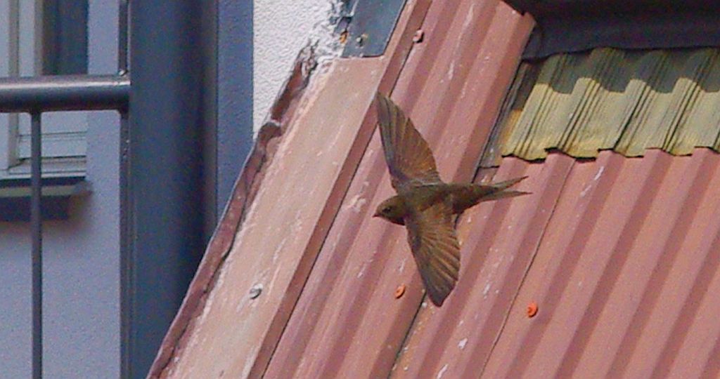 Jerzyk zwyczajny, jerzyk (Apus apus)