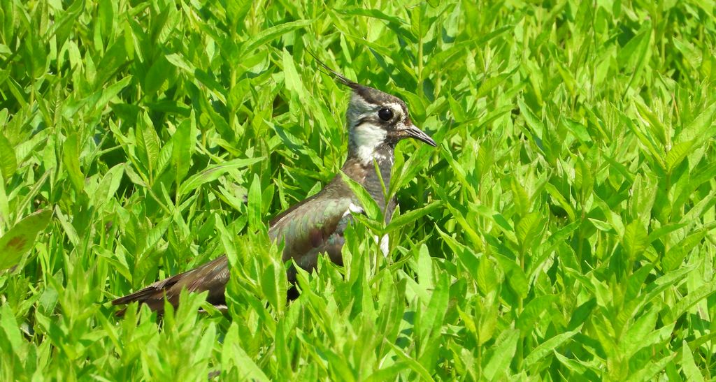 Czajka zwyczajna, czajka, czajka pospolita (Vanellus vanellus)