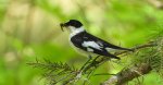 Muchołówka białoszyja (Ficedula albicollis)