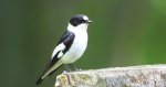 Muchołówka białoszyja (Ficedula albicollis)