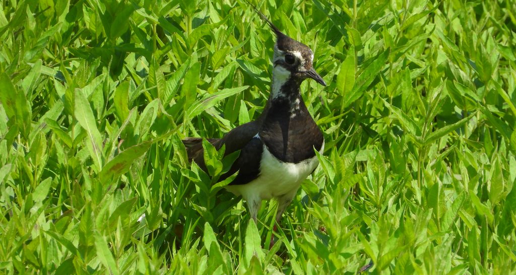 Czajka zwyczajna, czajka, czajka pospolita (Vanellus vanellus)