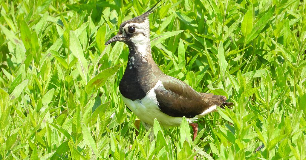 Czajka zwyczajna, czajka, czajka pospolita (Vanellus vanellus)