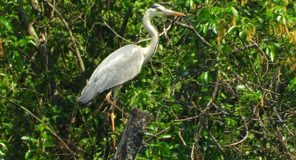 Czapla siwa (Ardea cinerea)