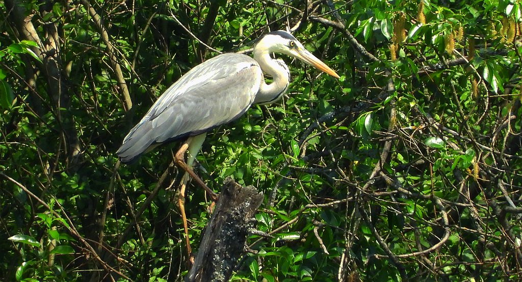 Czapla siwa (Ardea cinerea)