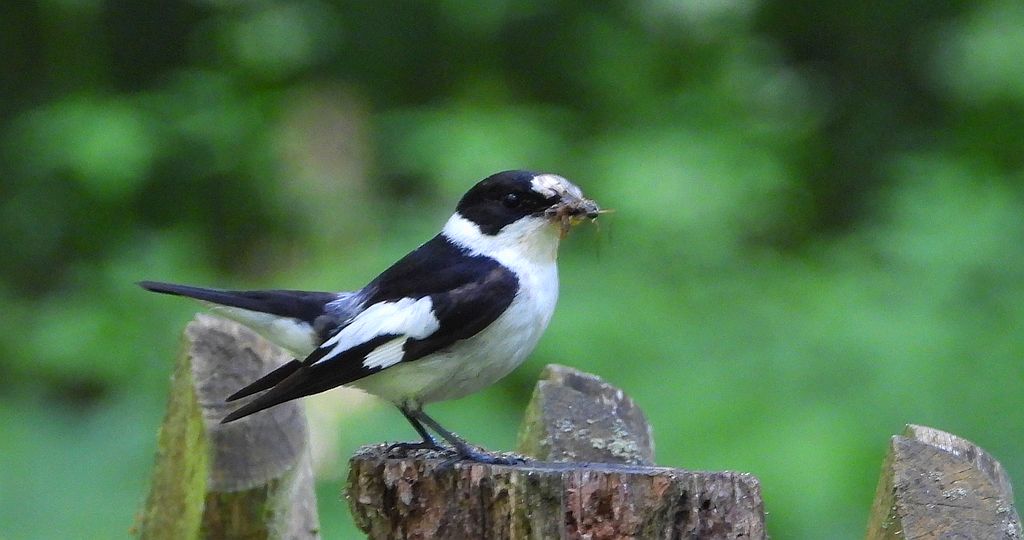 Muchołówka białoszyja (Ficedula albicollis)