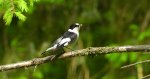 Muchołówka białoszyja (Ficedula albicollis)