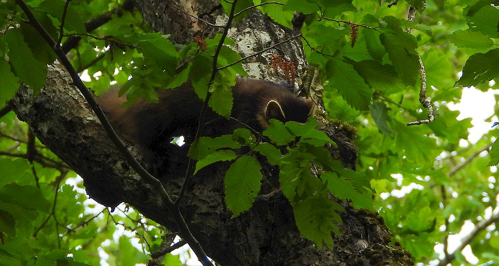 Kuna leśna, tumak (Martes martes)