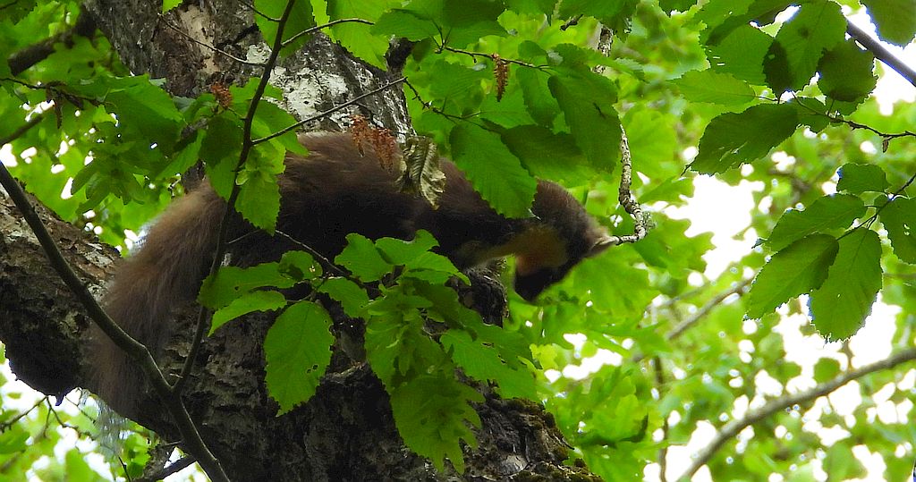 Kuna leśna, tumak (Martes martes)
