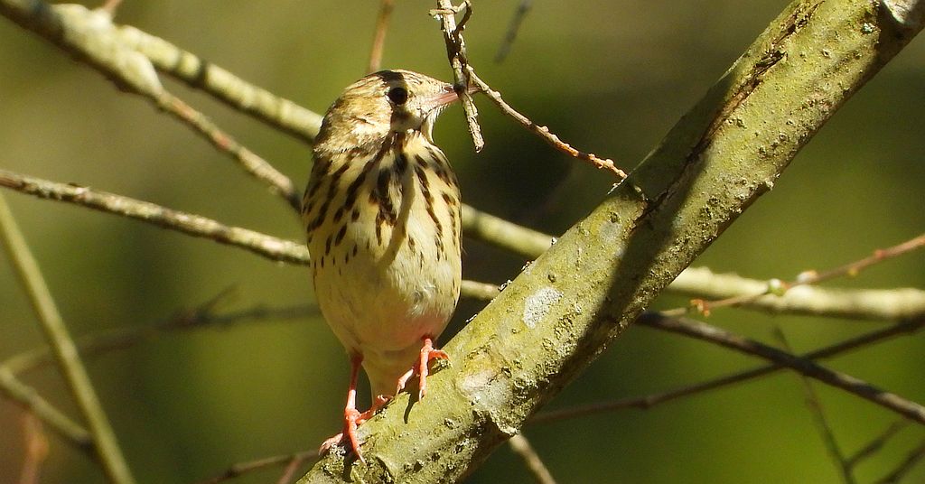 Świergotek drzewny (Anthus trivialis)