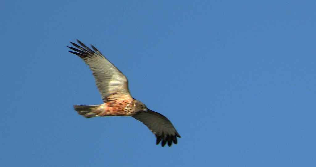 Błotniak stawowy (Circus aeruginosus)