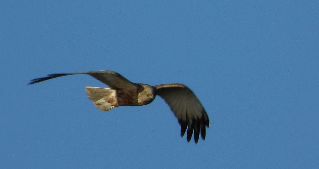 Błotniak stawowy (Circus aeruginosus)