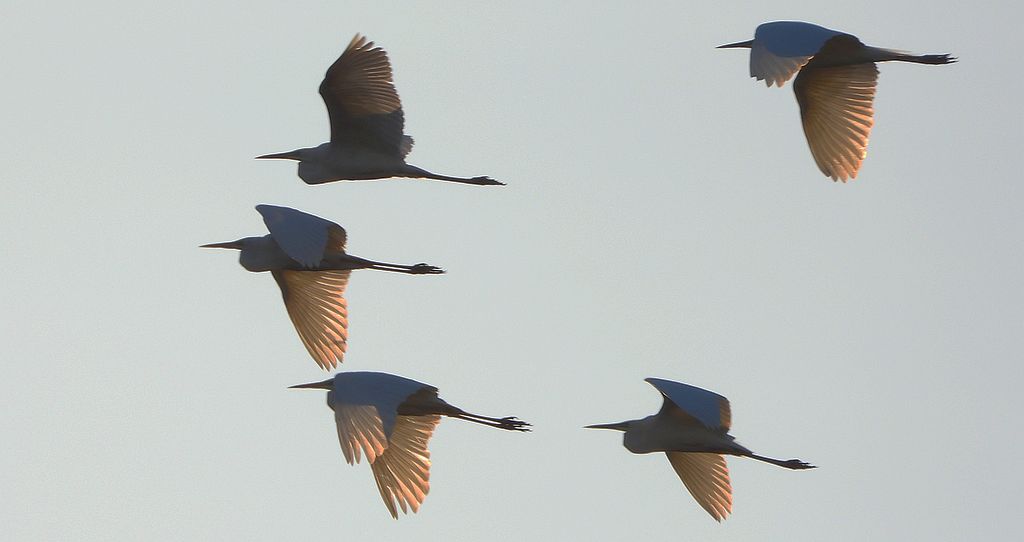 Czapla biała (Ardea alba)