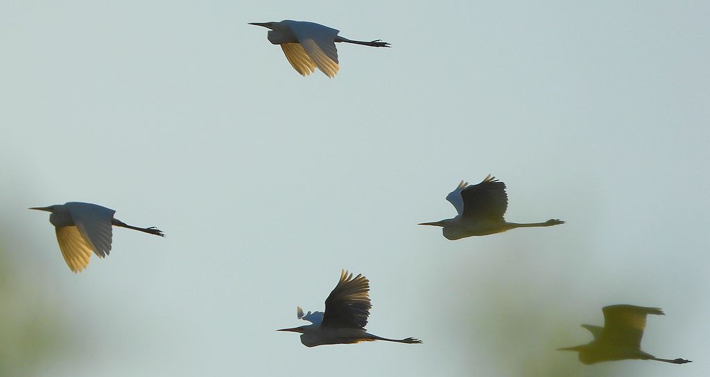 Czapla biała (Ardea alba)