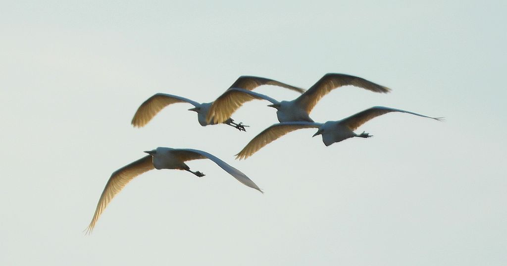 Czapla biała (Ardea alba)