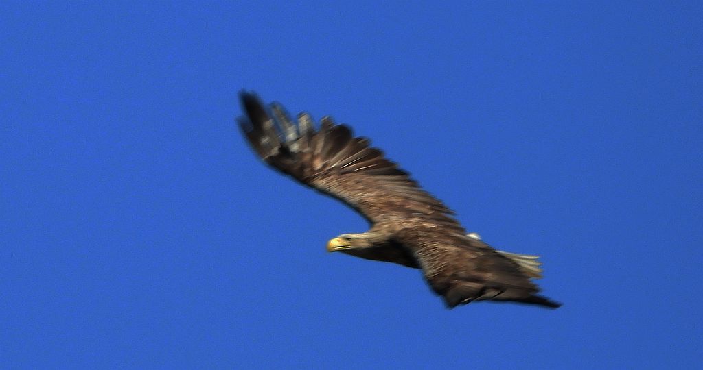 Bielik, bielik zwyczajny, orzeł bielik, birkut (Haliaeetus albicilla)