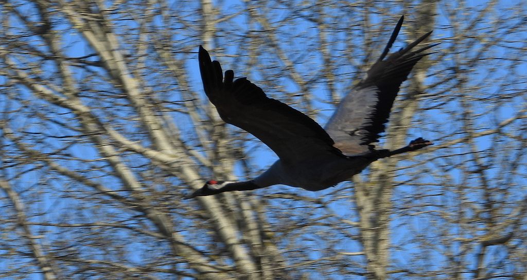 Żuraw zwyczajny, żuraw, żuraw popielaty, żuraw szary (Grus grus)