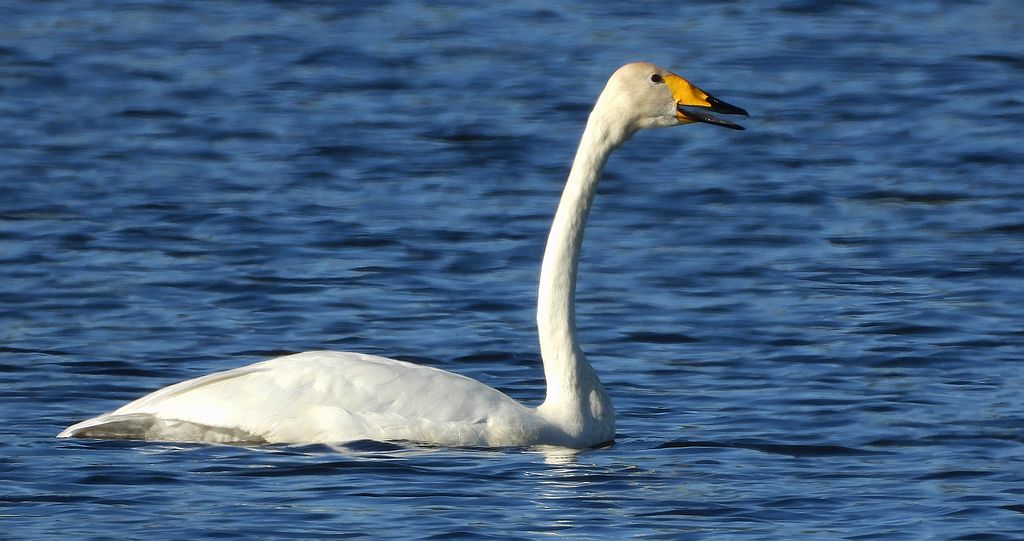 Łabędź krzykliwy (Cygnus cygnus)
