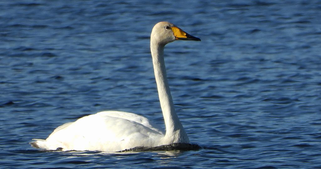 Łabędź krzykliwy (Cygnus cygnus)