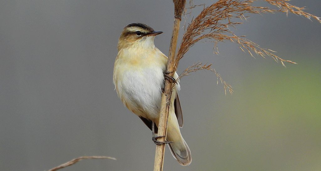 Rokitniczka (Acrocephalus schoenobaenus)