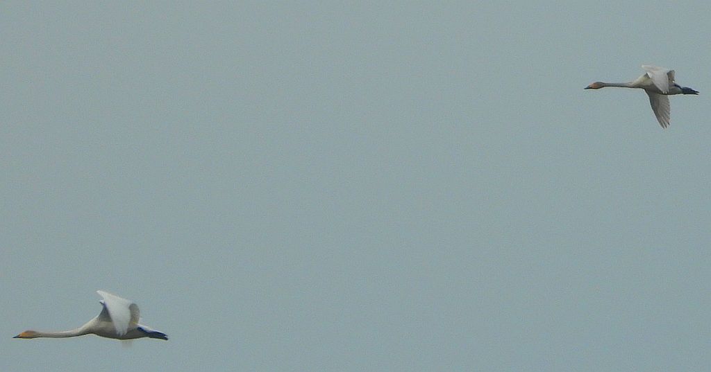 Łabędź czarnodzioby (Cygnus columbianus)  i łabędź krzykliwy (Cygnus cygnus)