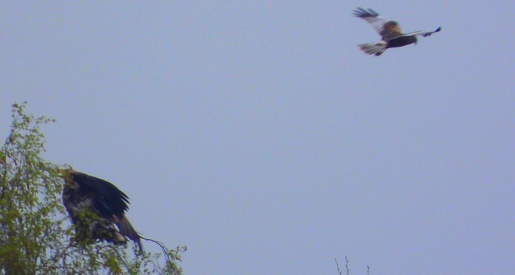 Bielik, bielik zwyczajny, orzeł bielik, birkut (Haliaeetus albicilla) i błotniak stawowy (Circus aeruginosus)