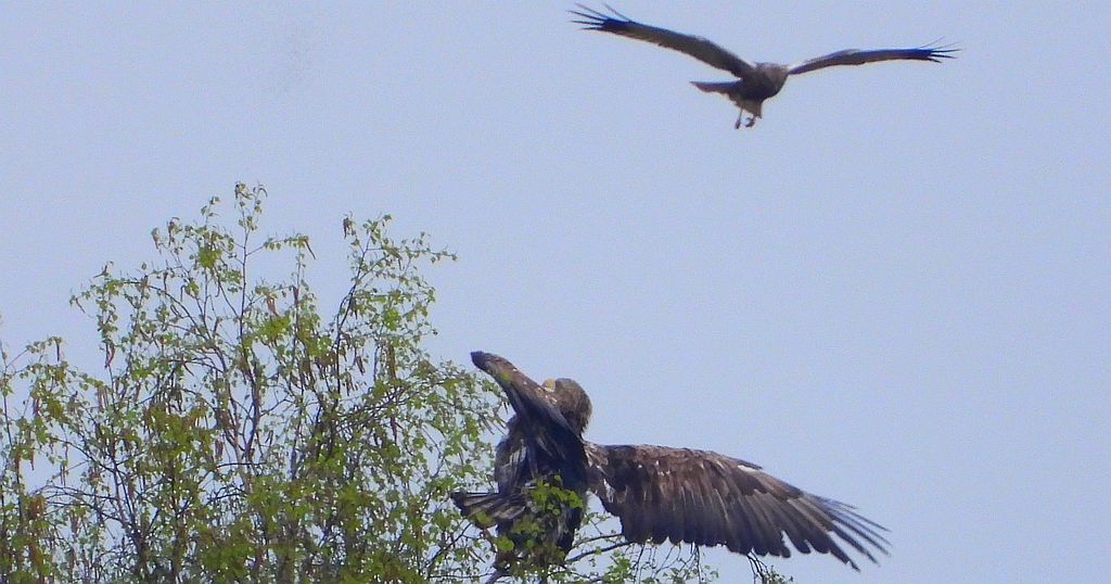 Bielik, bielik zwyczajny, orzeł bielik, birkut (Haliaeetus albicilla) i błotniak stawowy (Circus aeruginosus)