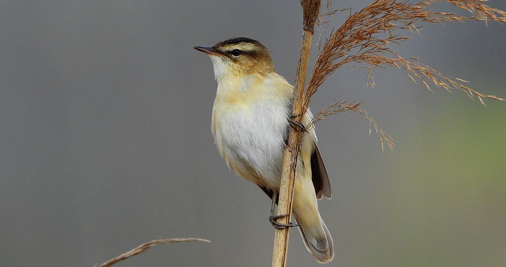 Rokitniczka (Acrocephalus schoenobaenus)