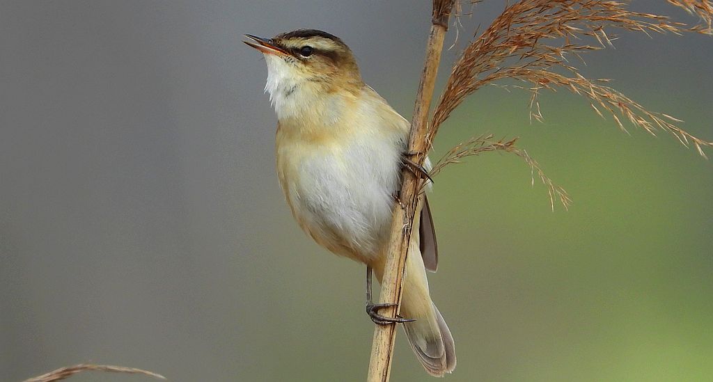 Rokitniczka (Acrocephalus schoenobaenus)