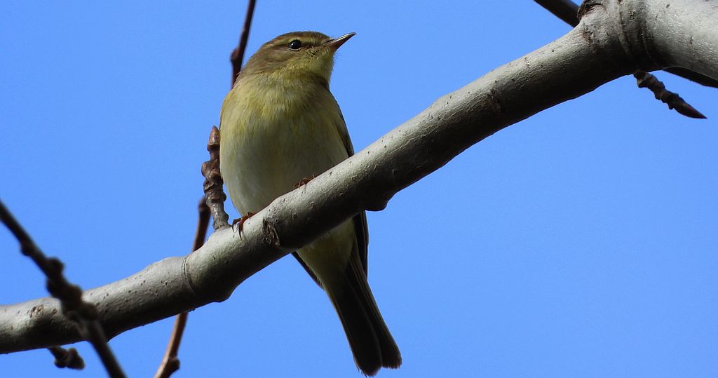 Pierwiosnek, pierwiosnek zwyczajny (Phylloscopus collybita)