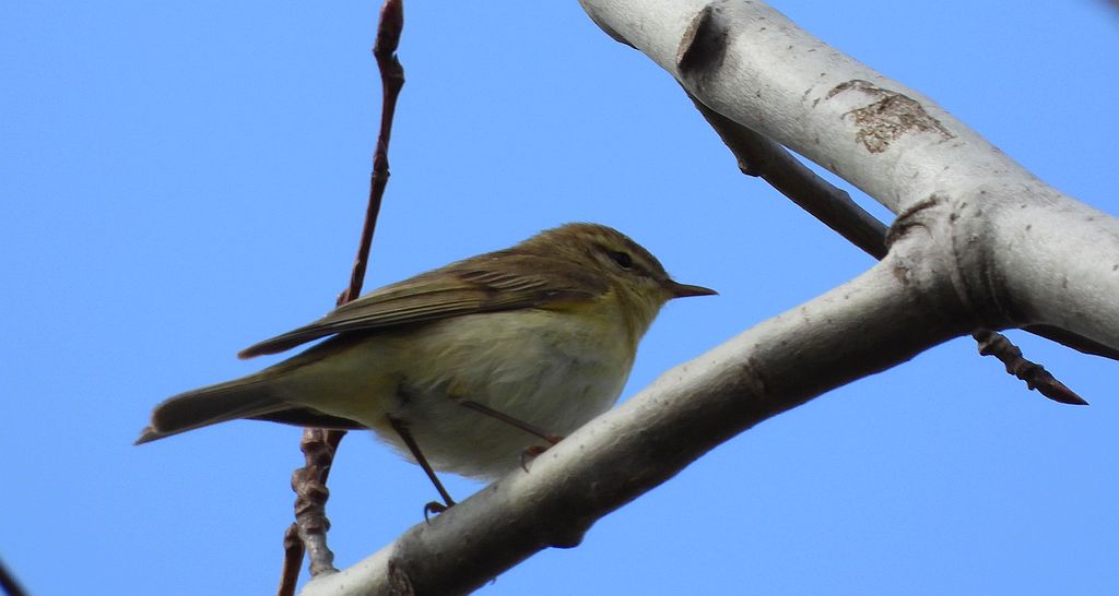 Pierwiosnek, pierwiosnek zwyczajny (Phylloscopus collybita)