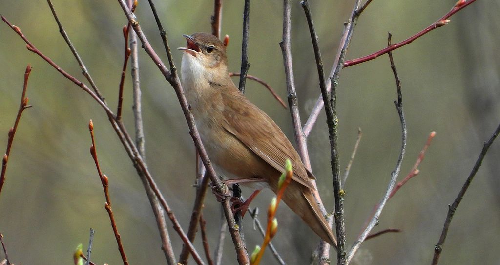 Brzęczka (Locustella luscinioides)
