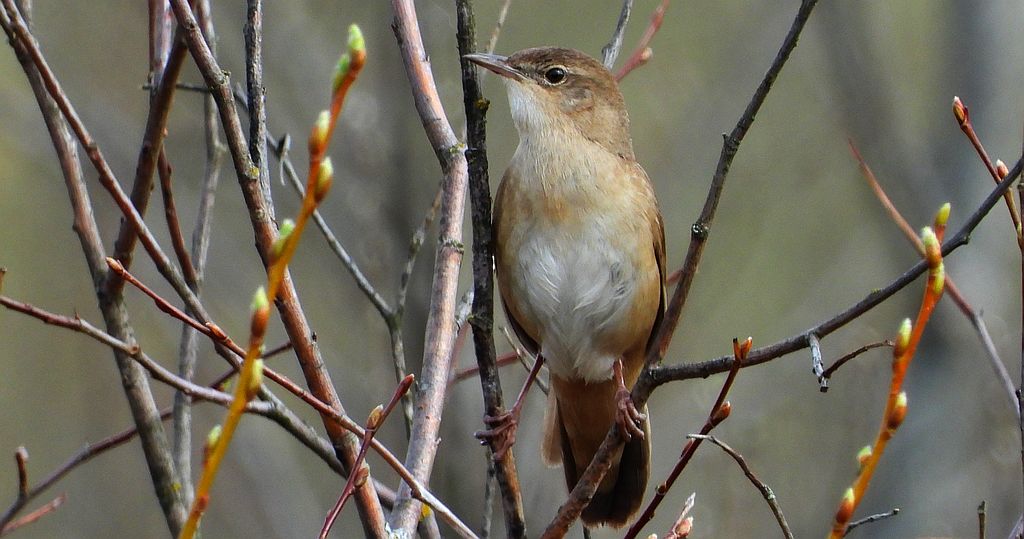 Brzęczka (Locustella luscinioides)