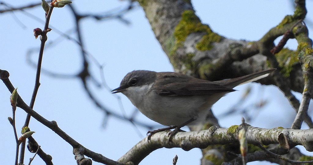 Piegża, piegża zwyczajna, gajówka piegża, pokrzewka piegża (Curruca curruca)