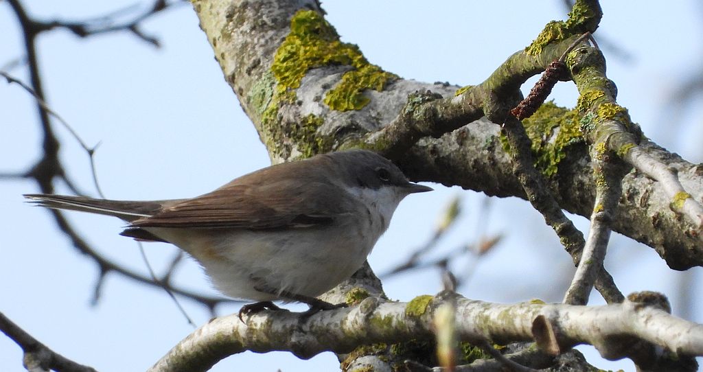 Piegża, piegża zwyczajna, gajówka piegża, pokrzewka piegża (Curruca curruca)