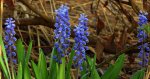 Szafirek drobnokwiatowy (Muscari botryoides)