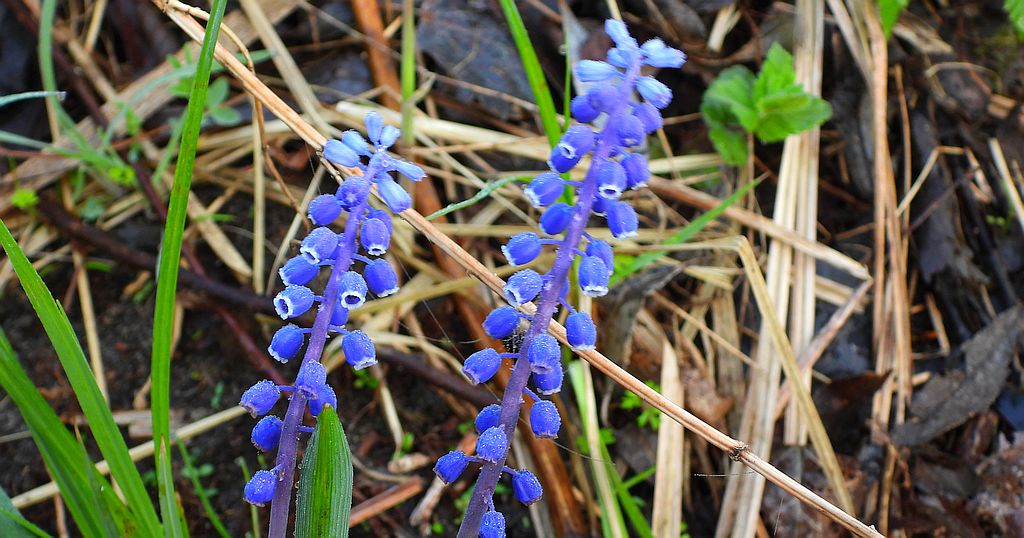 Szafirek drobnokwiatowy (Muscari botryoides)