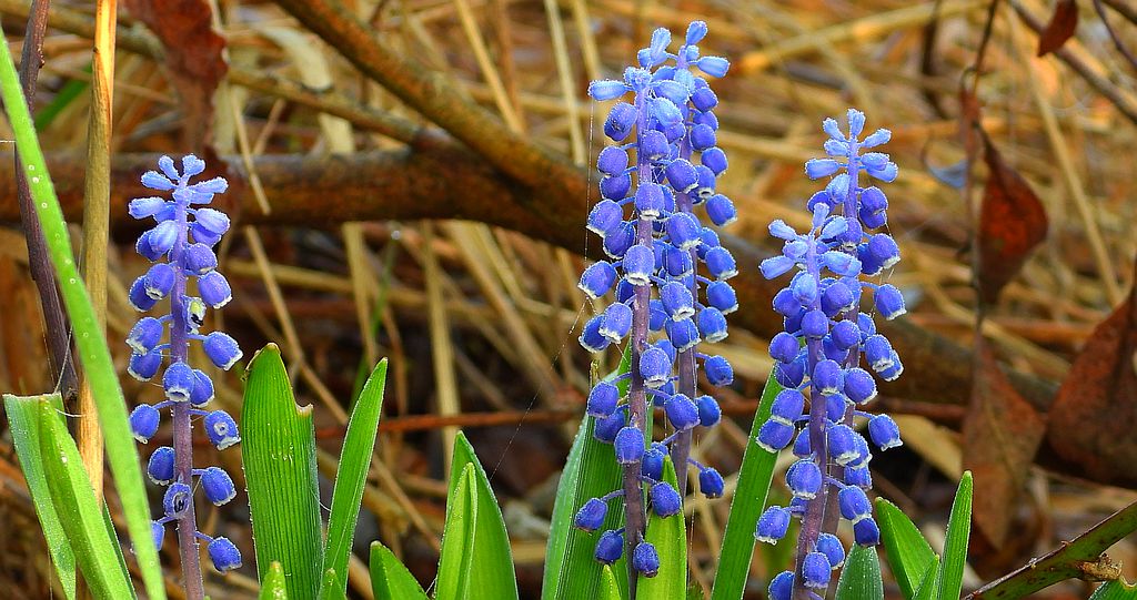 Szafirek drobnokwiatowy (Muscari botryoides)
