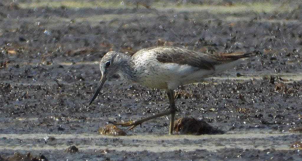 Kwokacz, brodziec kwokacz (Tringa nebularia)
