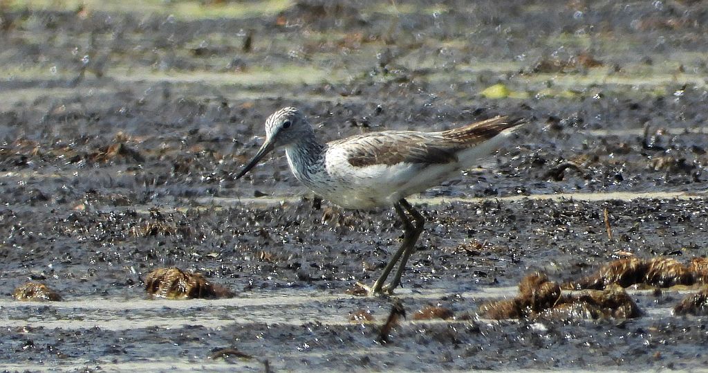 Kwokacz, brodziec kwokacz (Tringa nebularia)