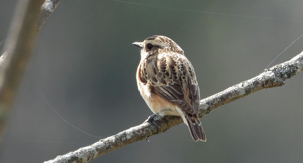 Pokląskwa (Saxicola rubetra)